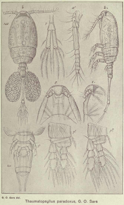 Species Thaumatopsyllus paradoxus - Plate 8 of morphological figures